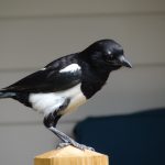 DSC02208
